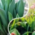 Dlaczego tulipany nie kwitną i jak osiągnąć długie kaleki